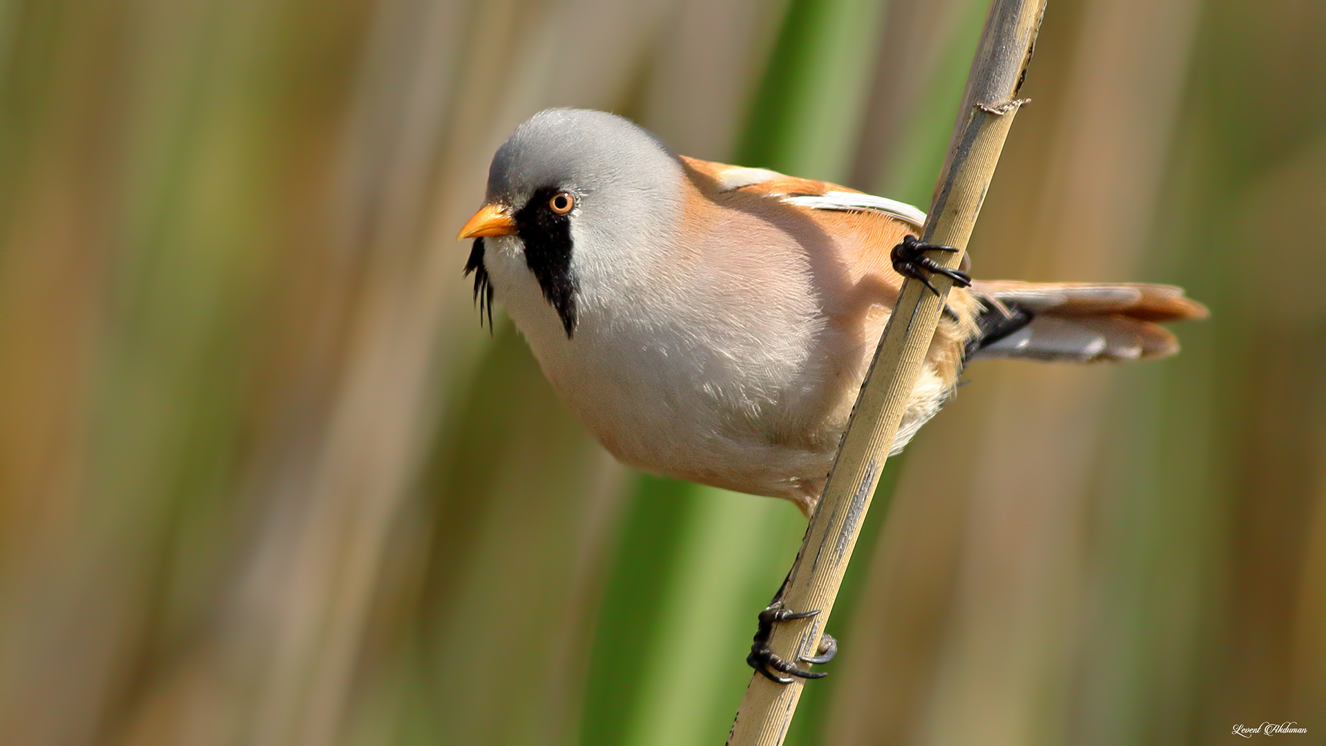 Bearded Reedling